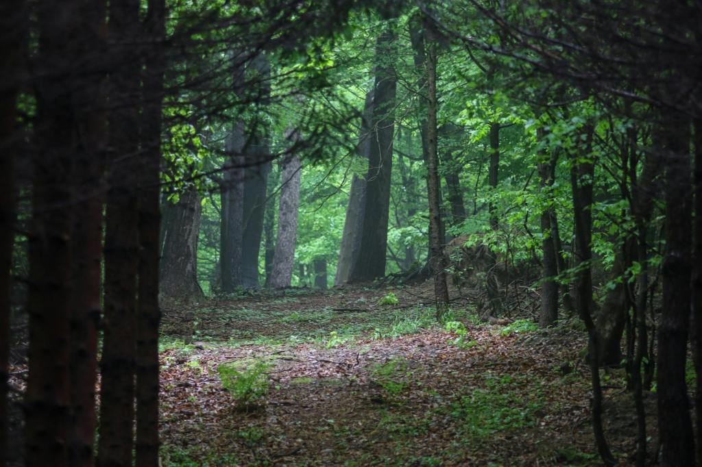 The Woods Were Always Waiting For&nbsp;Me